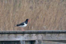 AktNatBeo-220504-ja-4_Austernfischer-1140pix