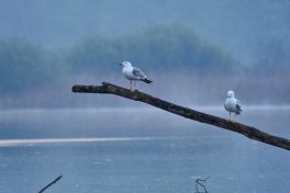 AktNatBeo-220504-ja-5_Mittelmeermoewe-1140pix