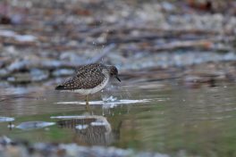 AktNatBeo-220504-ja-6_Raetselvogel-1140pix