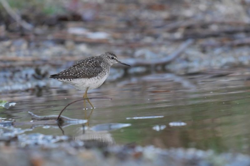 AktNatBeo-220504-ja-7_Bruchwasserlaeufer