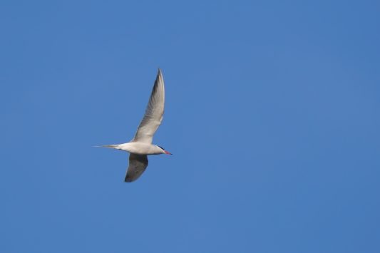 AktNatBeo-220511-ja-01_Flussseeschwalbe