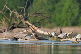 AktNatBeo-220511-ja-02_Flussseeschwalbe