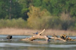 AktNatBeo-220511-ja-03_FLussseeschwalbe