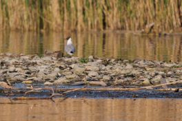 AktNatBeo-220511-ja-05_Flussuferlaeufer