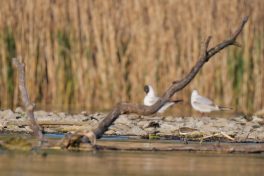 AktNatBeo-220511-ja-06_Flussuferlaeufer