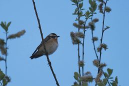 Bild_2_Braunkehlchen_Männchen(Foto_Johannes_Almer)