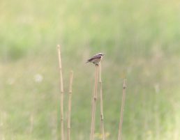 Bild_3_Braunkehlchen_künstliche_Sitzwarte_(Foto_Niko_Thum)_1000