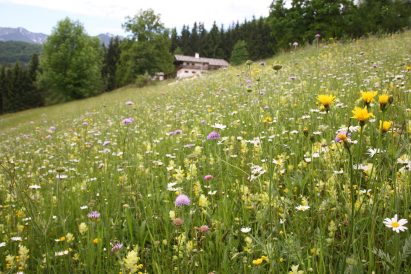 FLM Glentleiten, Detailaufnahmen, 24.5.2008