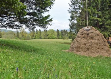 FLM_Glentleiten_einmähdige_Futterwiese