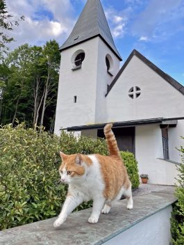 Katze Evang. Kirche_Foto H. Reiter (1)