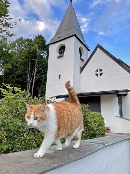 Katze Evang. Kirche_Foto H. Reiter (2)