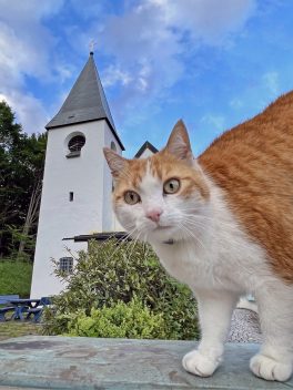 Katze Evang. Kirche_Foto H. Reiter (3)
