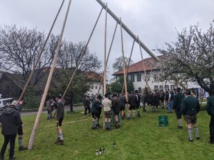 Maibaum Hoehenmoos (44)