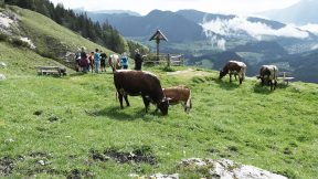 Molkerei_BGL_Almauftrieb_Ankunft_RGB