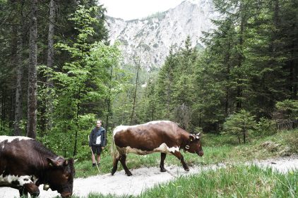 Molkerei_BGL_Almauftrieb_Weg_RGB