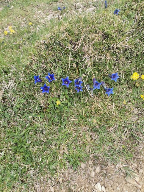 72e83115-3dba-4497-abe3-3e0e2871a3b6