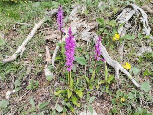 9edb2336-a28d-411a-bae7-81e0ae0f0be9