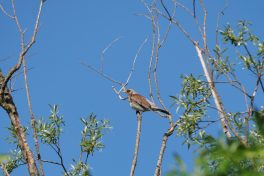 AktNatBeo-220526-ja-04_Wacholderdrossel