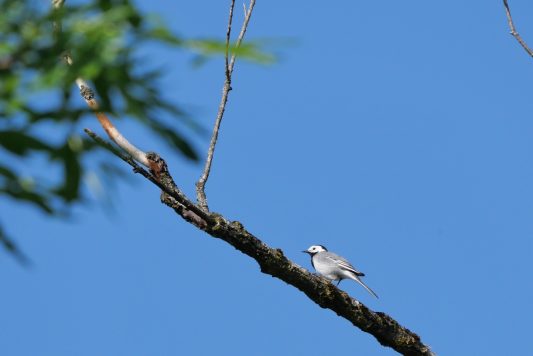 AktNatBeo-220526-ja-06_Bachstelze