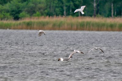AktNatBeo-220526-ja-08_MIttelmeermoewe