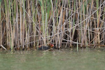 AktNatBeo-220526-ja-09_Blaesshuhn