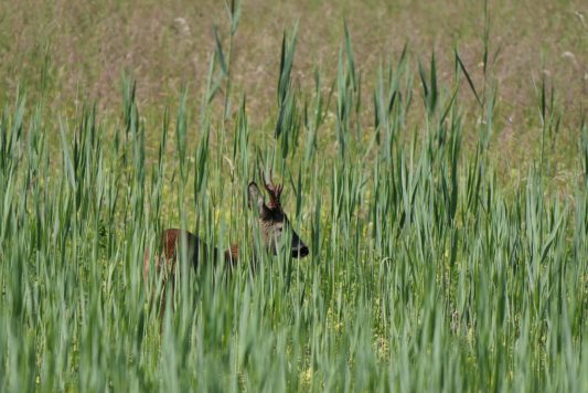 AktNatBeo-220526-ja-11_Rehbock