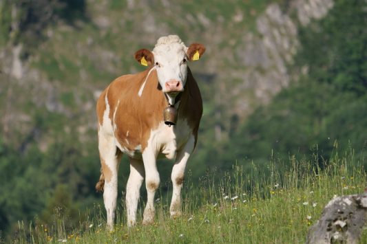 AktNatBeo-220617-ja-01_Almkuh