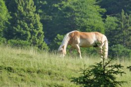AktNatBeo-220617-ja-02_Ross