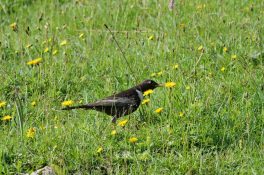 AktNatBeo-220617-ja-03_Ringdrossel