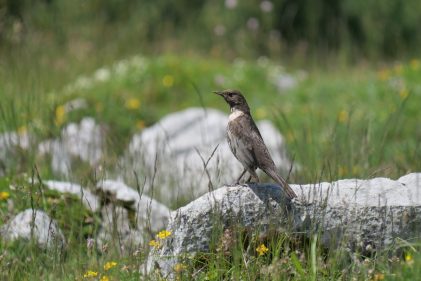 AktNatBeo-220617-ja-04_Ringdrossel_Jungtier