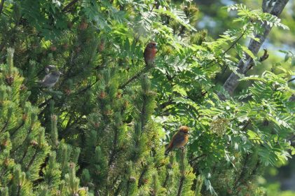 AktNatBeo-220617-ja-05_Fichtenkreuzschnaebel