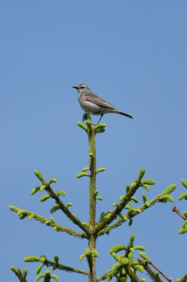 AktNatBeo-220617-ja-06_Bergpieper