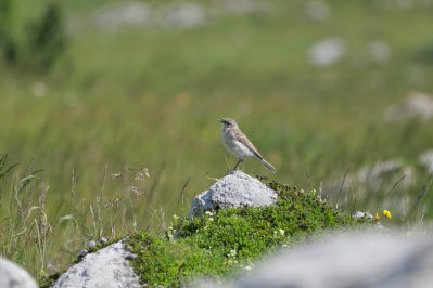 AktNatBeo-220617-ja-07_Bergpieper
