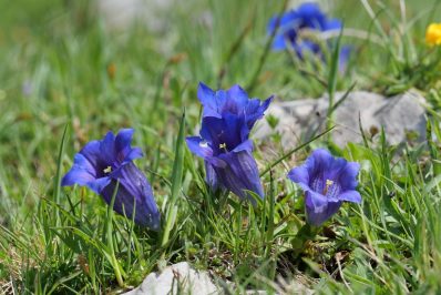 AktNatBeo-220617-ja-08_Clusius_Enzian