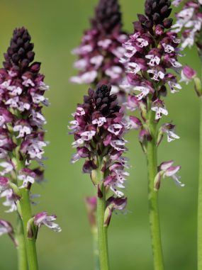 AktNatBeo-220617-ja-09_Brandknabenkraut