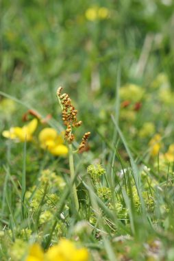 AktNatBeo-220617-ja-10_Mondraute