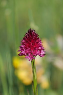 AktNatBeo-220617-ja-11_Rotes_Kohlroeschen