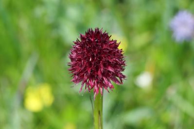 AktNatBeo-220617-ja-12_oesterreichisches_Kohlroeschen