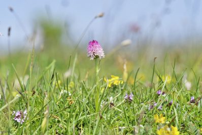 AktNatBeo-220617-ja-13_Widders_Kohlroeschen