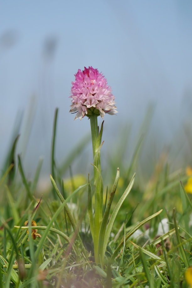 AktNatBeo-220617-ja-14_Widders_Kohlroeschen