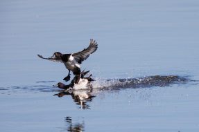 AktNatBeo-220618-ah-08-Reiherenten_Bruchlandung_HB