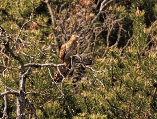 AktNatBeo-220618-ah-09-Kuckuck_braune_Morphe_Grundlosseee
