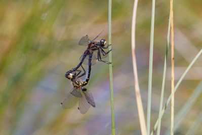 AktNatBeo-220618-ah-10-Kleine_Moosjungfer_Grundlossee