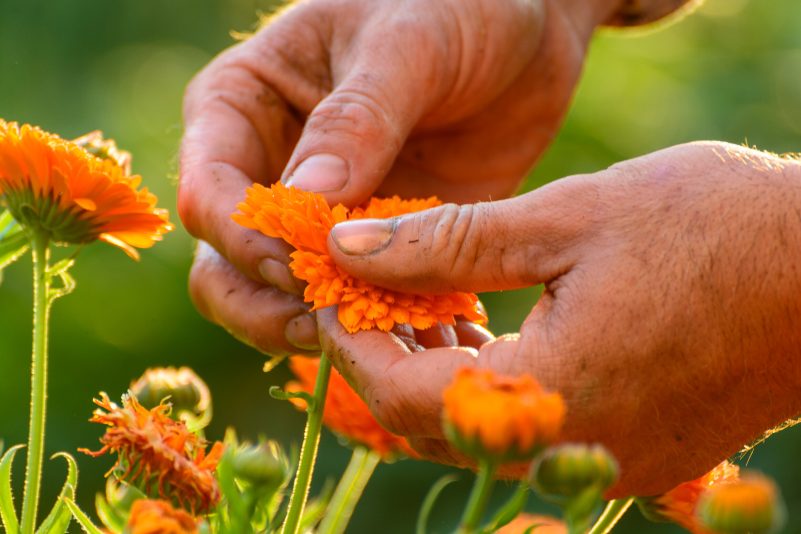 Salus Markenidentitaet (1)