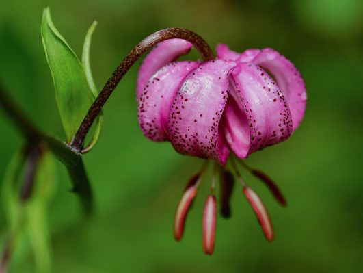 Türkenbund-Lilie_Kschwendt