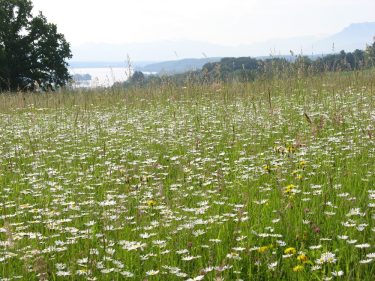 artenreiche_wiese_elkeott