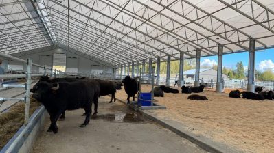 HF-6-2≈06-ein Stall in der neuen 30 Millionen Farm-IMG_5875