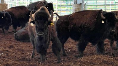 HF-6-2≈10-Buffalos-amerikanische Uhrrinder-IMG_5880