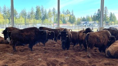 HF-6-2≈12-Buffalos-amerikanische Uhrrinder-IMG_5883