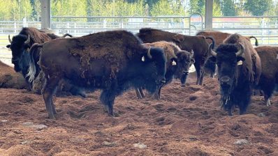 HF-6-2≈14-Buffalos-amerikanische Uhrrinder-IMG_5884